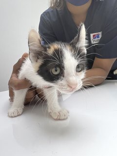 Bella🦋 - Domestic Short Hair Cat