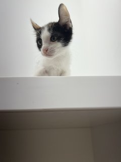 Bella🦋 - Domestic Short Hair Cat