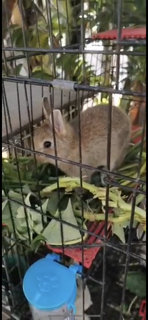 PF112077 - Dwarf Rabbit