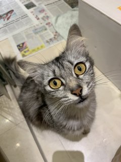 Meeko - Domestic Medium Hair Cat