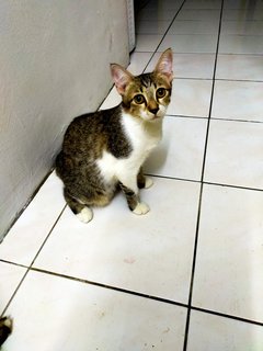 Cuning  - Domestic Short Hair Cat