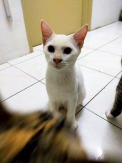Dola - Domestic Short Hair Cat