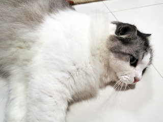 Gray - Scottish Fold + Domestic Long Hair Cat