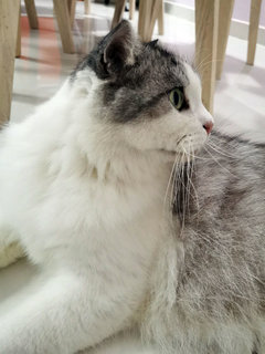 Gray - Scottish Fold + Domestic Long Hair Cat