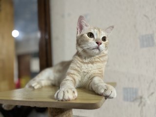 Cemel - Tabby + Scottish Fold Cat