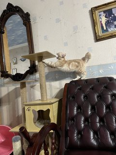 Cemel - Tabby + Scottish Fold Cat