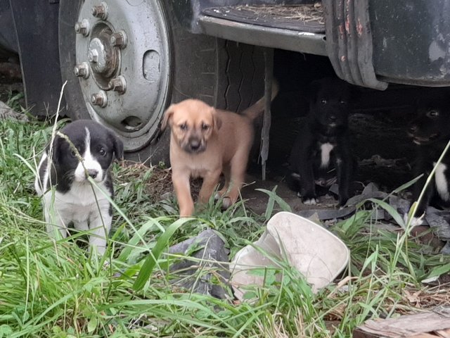 Klang Pups - Mixed Breed Dog