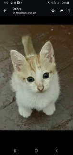 Timmy  - Domestic Short Hair Cat