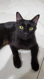 Bobo - The Blackie 🐾🐾 - Domestic Short Hair Cat