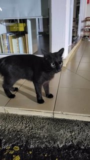 Bobo - The Blackie 🐾🐾 - Domestic Short Hair Cat