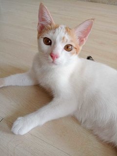 PF112194 - Domestic Medium Hair + Domestic Short Hair Cat
