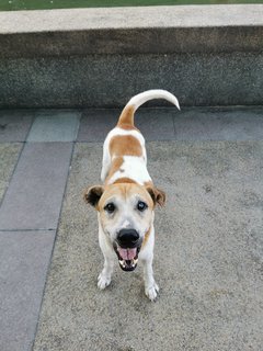 Bobby - Mixed Breed Dog