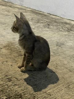 Dusty - Domestic Short Hair Cat