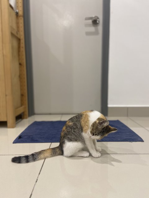 Bubble - Domestic Short Hair Cat