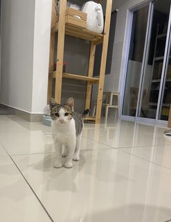 Bubble - Domestic Short Hair Cat