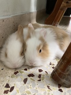 2 Female Baby Bunnies For Adoption - Bunny Rabbit Rabbit