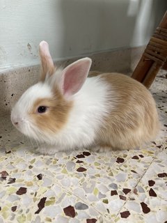 2 Female Baby Bunnies For Adoption - Bunny Rabbit Rabbit