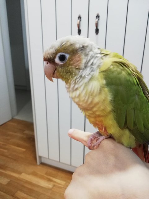 Whiskey  - Conure Bird