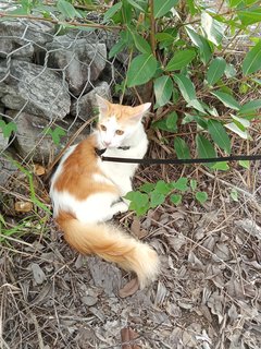 Tiger - Ragdoll + Domestic Medium Hair Cat