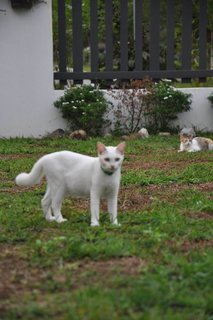 Snow - Domestic Short Hair Cat