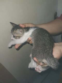 Cute Male Kitten - Domestic Short Hair Cat