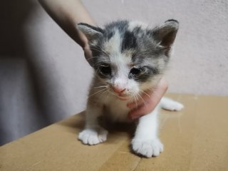 Baby Kitty Meow Meow - Domestic Medium Hair Cat