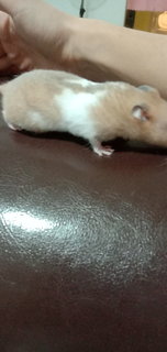 Browney - Syrian / Golden Hamster Hamster