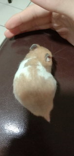 Browney - Syrian / Golden Hamster Hamster