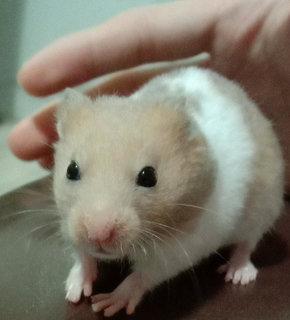 Browney - Syrian / Golden Hamster Hamster