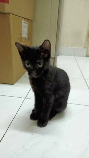 Midnight - Domestic Short Hair Cat