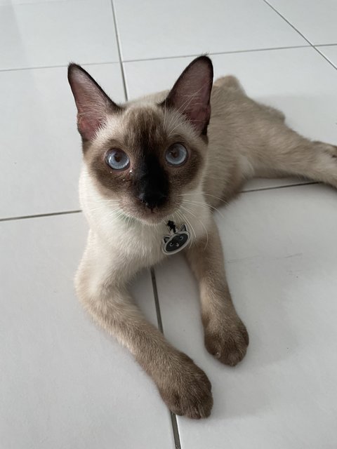 Milo - Siamese Cat