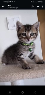 Saki (7 Week Fluffy Baby Kitten) - Tabby Cat