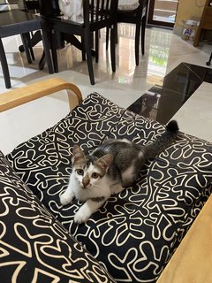 Picco,, Mercy ( 1.5 Years) - Domestic Short Hair Cat