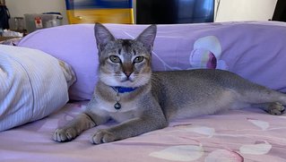 Picco,, Mercy ( 1.5 Years) - Domestic Short Hair Cat