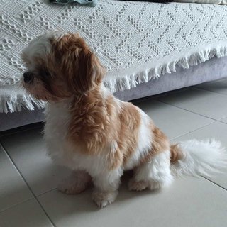 Jaeger - Shih Tzu Dog