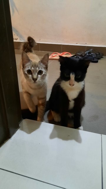 Mando And Choki - Domestic Medium Hair + Domestic Short Hair Cat