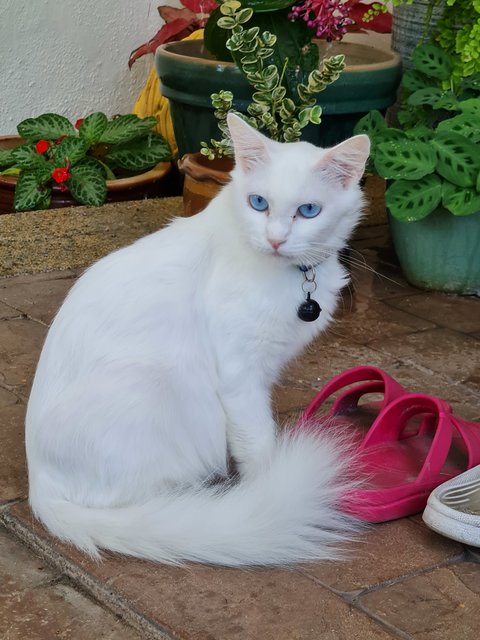 Minni - Turkish Angora Cat