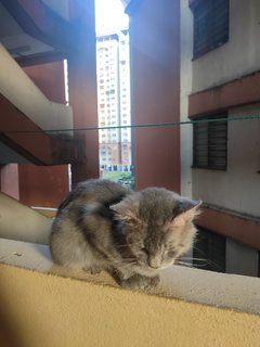 Max - Domestic Medium Hair Cat