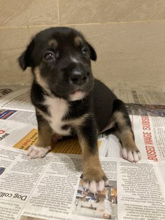 Black Bean Bean - Mixed Breed Dog