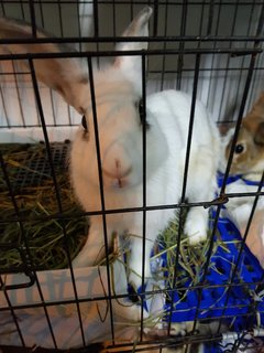 Snowball &amp; Fluffy - Bunny Rabbit Rabbit