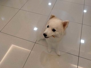 Luffy - Mixed Breed Dog