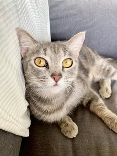 Peppermint - Domestic Short Hair Cat