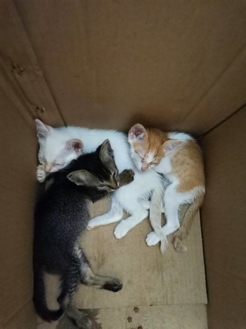 3 Kittens  - Domestic Short Hair Cat
