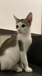 Mimi  - Domestic Short Hair Cat