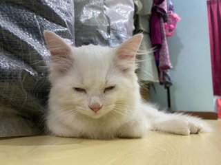 Mimi - Domestic Long Hair + Domestic Short Hair Cat