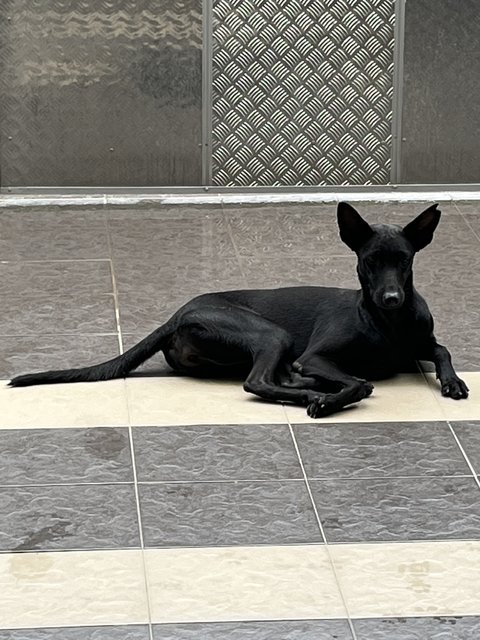 Red/river/turtle - Australian Kelpie Dog