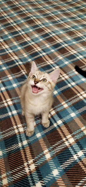 Haku(Kalahaku) - Domestic Medium Hair Cat