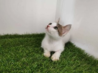 Yin 🙏🏻 - Domestic Short Hair Cat