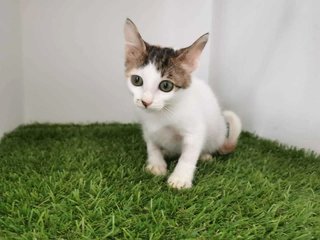 Yin 🙏🏻 - Domestic Short Hair Cat