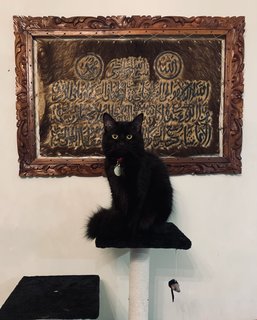 Salem - Domestic Long Hair Cat